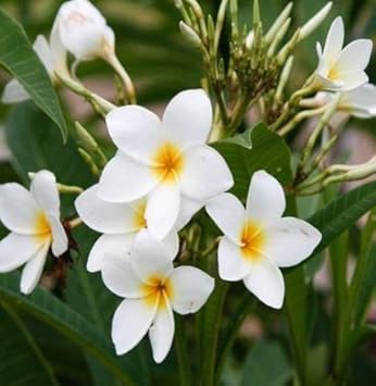 Weiß frangipani blume samen for anpflanzung - compact growth, heirloom & gmo free samen for home garten
sale for anpflanzung in home garten