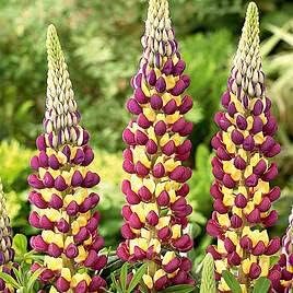 Violet gelb lupine blume samen for anpflanzung pollinator friendly heirloom & gmo free samen for home garten
sale samen for home garten anpflanzung