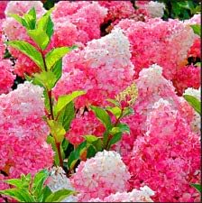 Vanilla strawberry hydrangea blume samen for anpflanzung - fragrant blossoms, heirloom & gmo free samen for home garten
sale samen for home garten