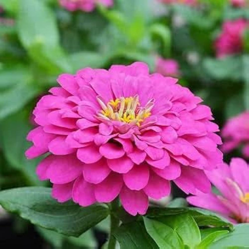 Zinnia zinnia elegans for anpflanzung in blume bed.