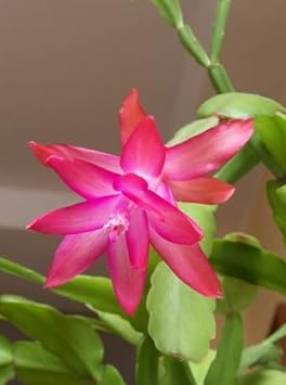 Rosa zygocactus truncatus blume samen for anpflanzung - premium quality, heirloom & gmo free samen for home garten
sale for anpflanzung in home garten