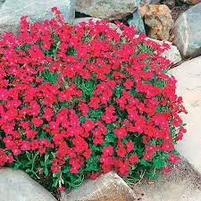 Aubrieta berro blume samen for anpflanzung - shade tolerant, heirloom & gmo free samen for home garten
sale samen for anpflanzung in home garten
