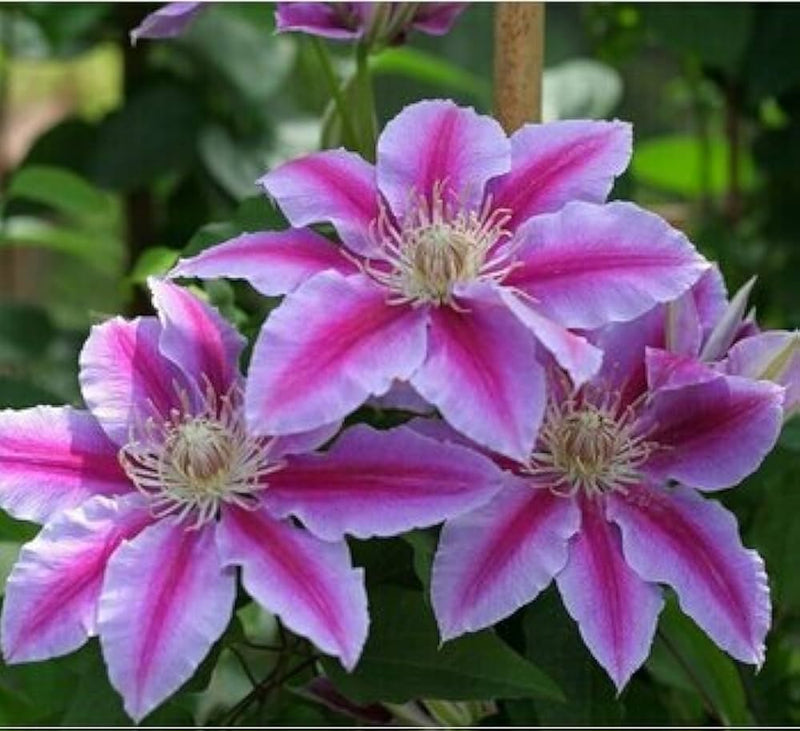 Peach clematis blume samen for anpflanzung - colorful display, heirloom & gmo free samen for home garten
sale samen for home garten