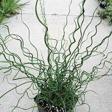 Heirloom spiralis blume samen for anpflanzung easy to grow heirloom & gmo free samen for home garten
sale for anpflanzung in home garten