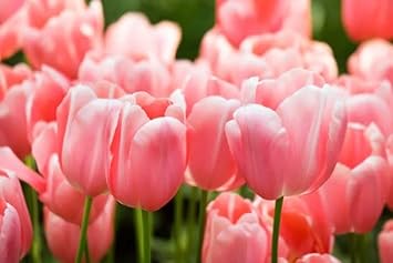 Pale rosa tulip blume samen for anpflanzung - pollinator friendly, heirloom & gmo free samen for home garten
sale for anpflanzung in home garten