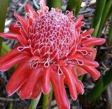Rosa etlingera blume samen for anpflanzung - easy to grow, heirloom & gmo free samen for home garten
sale samen for anpflanzung in home garten