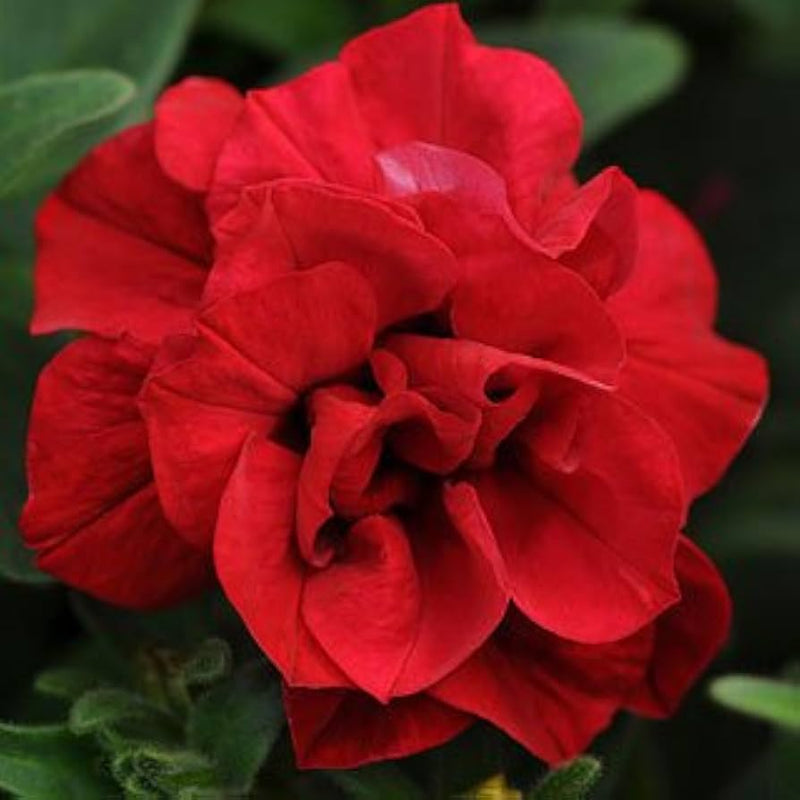 Logro floribunda carmine petunia blume samen for stunning rot blooms