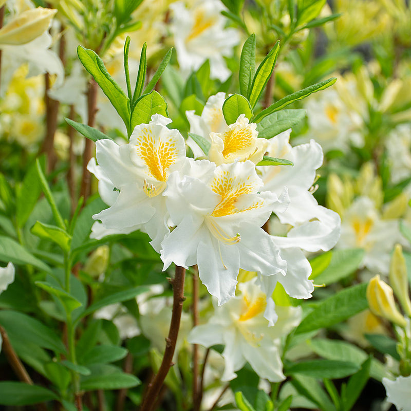 Semillas de flores de azalea blancas para sembrar, variedad resistente – variedad tradicional y sin transgénicos, semillas para el jardín doméstico