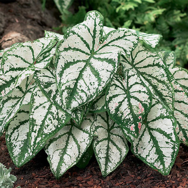 Semillas de caladio blanco para siembra – espectáculo de colores – variedad tradicional y sin ingeniería genética, semillas para el jardín doméstico