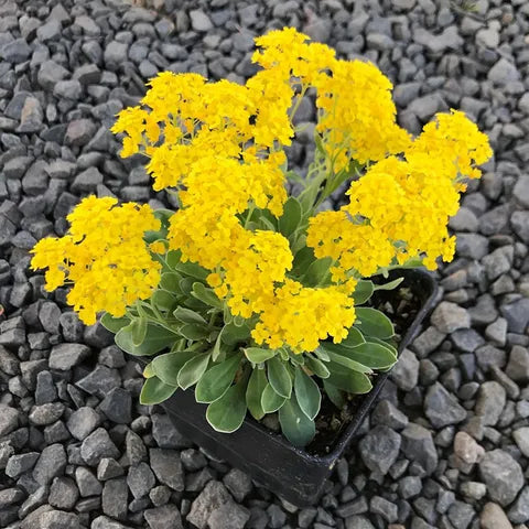 Graines de fleurs d’alysson à semer, croissance compacte, variété traditionnelle et sans OGM, graines pour le jardin potager