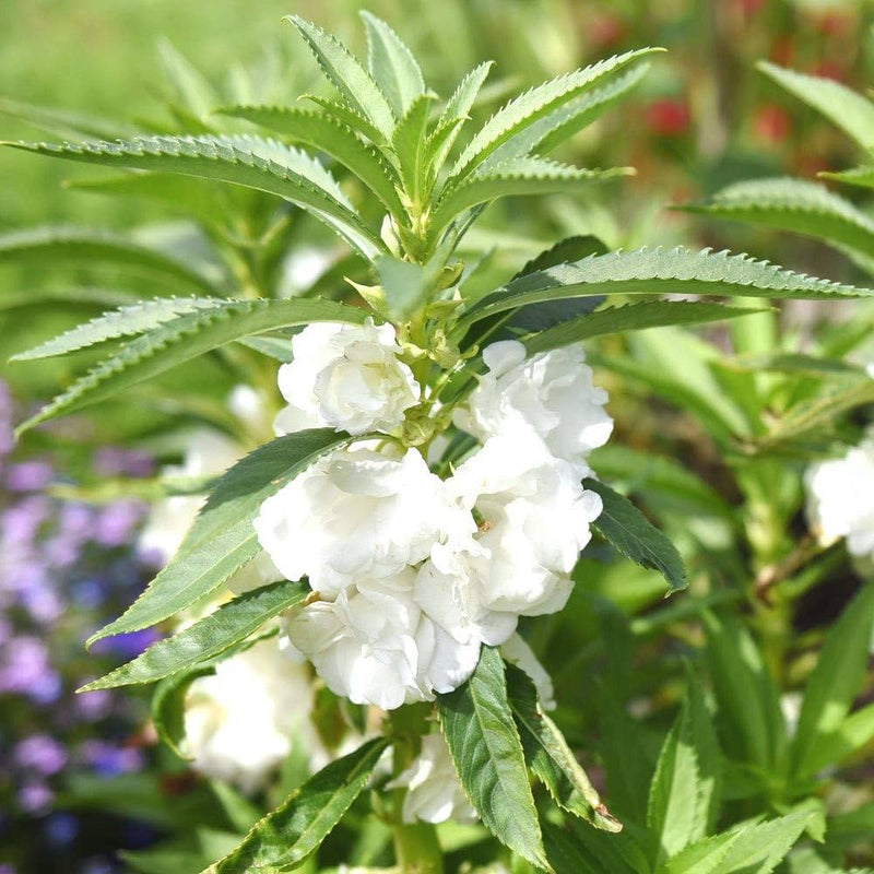 Weiß balsamina blume samen for anpflanzung wildflower mix heirloom & gmo free samen for home garten
sale samen for home garten anpflanzung