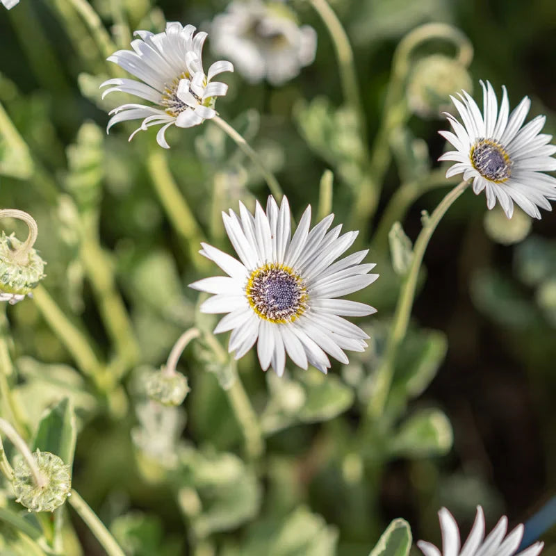 Weiß arctotis blume samen for anpflanzung long bloom season heirloom & gmo free samen for home garten
sale samen for home garten anpflanzung