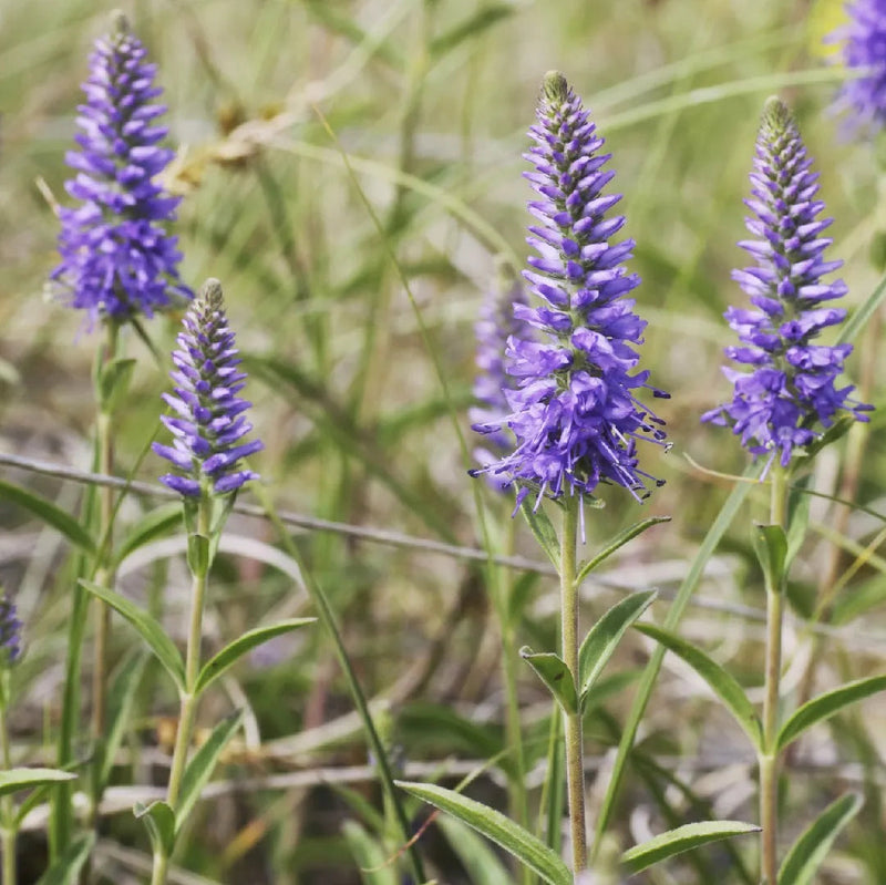 Veronica spicata blume samen for anpflanzung - pollinator friendly, heirloom & gmo free samen for home garten
sale samen for anpflanzung in home garten