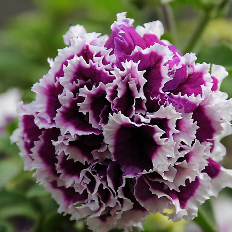 Violet double petunia blume samen for anpflanzung garten favorite heirloom & gmo free samen for home garten
sale samen for home garten anpflanzung