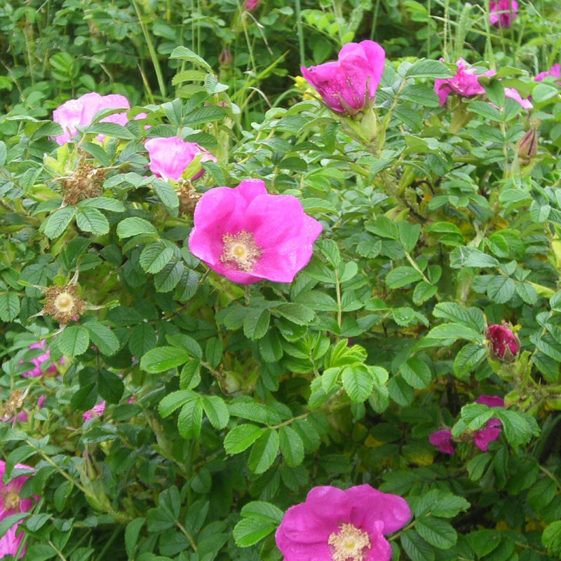 Rosa rugosa blume samen for anpflanzung garten favorite heirloom & gmo free samen for home garten
sale samen for home garten anpflanzung