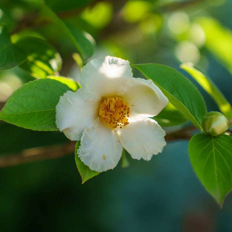 Weiß stewartia blume samen for anpflanzung - fragrant blossoms, heirloom & gmo free samen for home garten
sale for anpflanzung in home garten