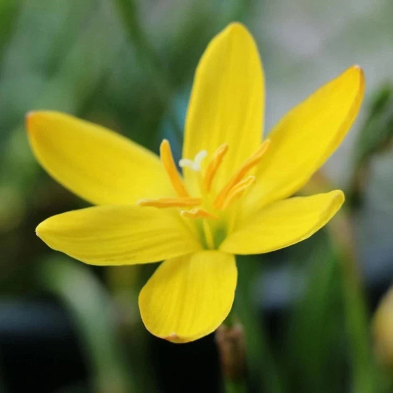 Balsamine gelb blume samen for anpflanzung - perfect for borders, heirloom & gmo free samen for home garten
sale samen for anpflanzung in home garten
