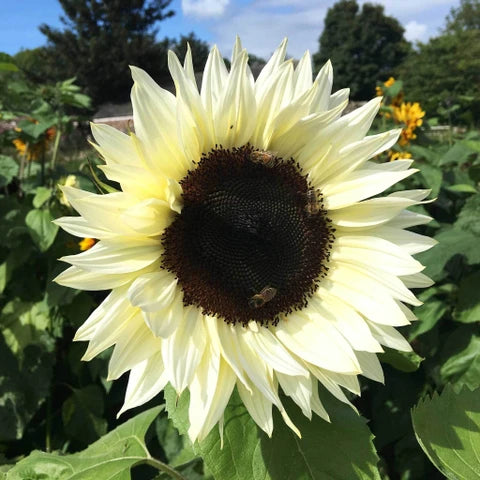 Semillas de girasol blanco para sembrar