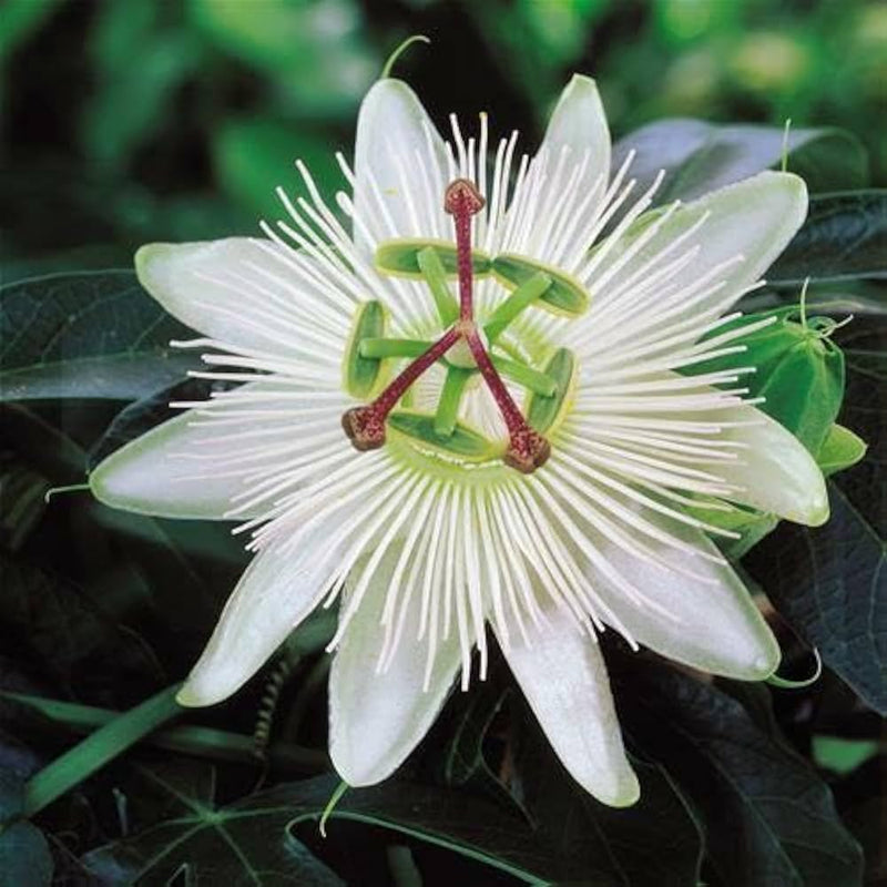 Weiß passiflora blume samen for anpflanzung - hardy variety, heirloom & gmo free samen for home garten
sale for anpflanzung in home garten.