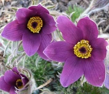 Violet pasque blume samen for anpflanzung - pollinator friendly, heirloom & gmo free samen for home garten
sale for anpflanzung in home garten.