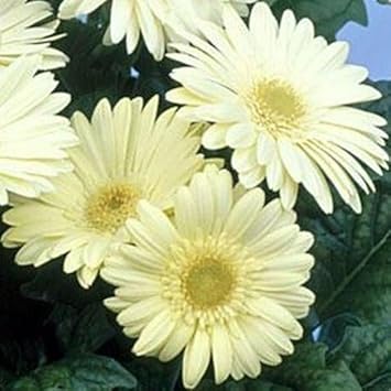 Weiß gerbera vanilla blume samen for anpflanzung - garten favorite, heirloom & gmo free samen for home garten
sale samen for anpflanzung in home garten