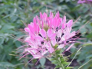 Giant rose queen cleome samen for large blooms