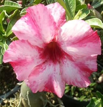 Rosa weiß adenium blume samen for anpflanzung - sun loving, heirloom & gmo free samen for home garten
sale for anpflanzung in home garten.