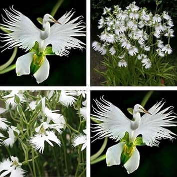 Weiß egret orchid blume samen for anpflanzung - vibrant colors, heirloom & gmo free samen for home garten
sale samen for home garten