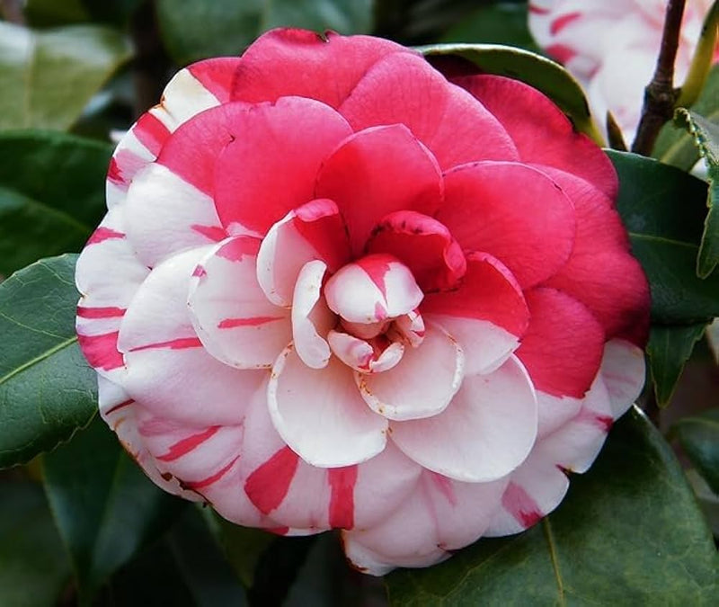 Semillas de camelia blanca, roja clara para sembrar – floración continua de temporada – variedad tradicional y semillas sin OGM para el jardín de casa