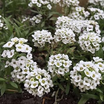 Alyssum blume samen for anpflanzung shade tolerant heirloom & gmo free samen for home garten
sale for anpflanzung in home garten