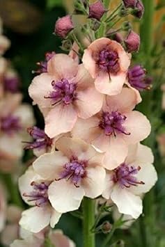 Antique rose verbascum blume samen for anpflanzung - cottage garten essential, heirloom & gmo free samen for home garten
sale for anpflanzung in home garten.