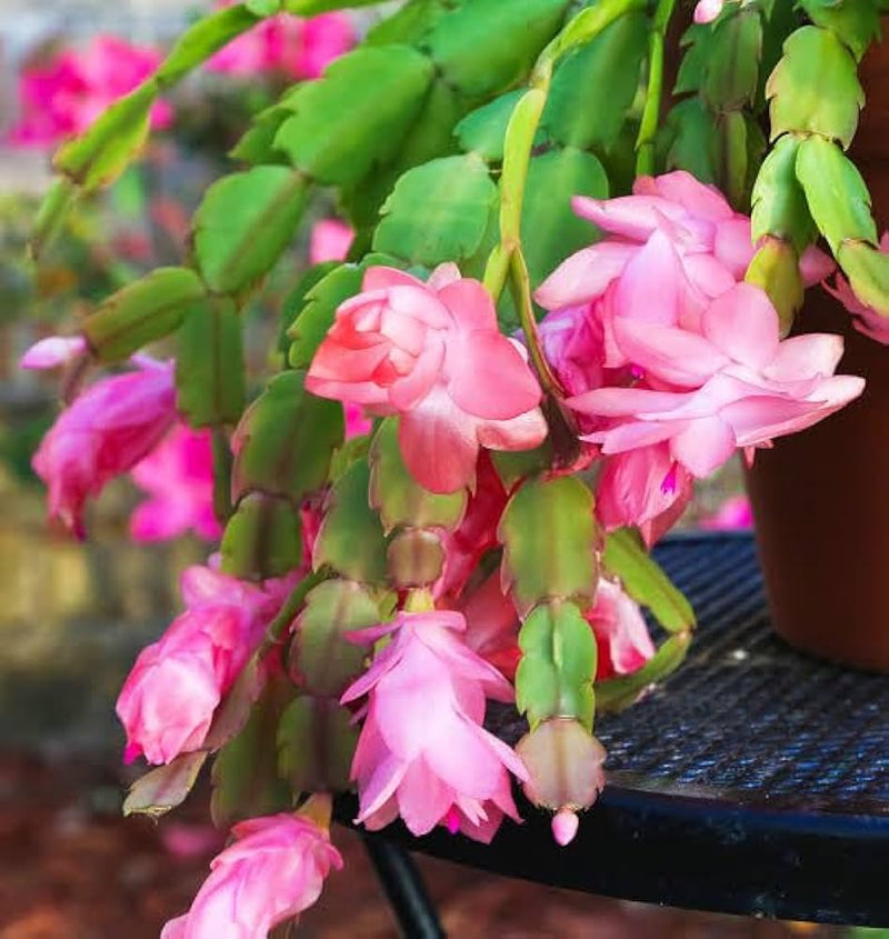 Semillas de flores de zygocactus blancas y rosas para siembra – floración continua estacional – variedad tradicional y semillas sin OGM para el jardín doméstico