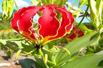 Rot gloriosa superba blume samen for anpflanzung - seasonal bloomer, heirloom & gmo free samen for home garten
sale for anpflanzung in home garten.