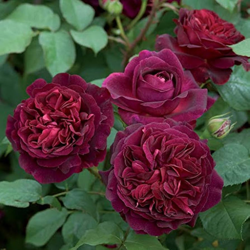 Chinese rose rosa chinensis for anpflanzung in blume bed