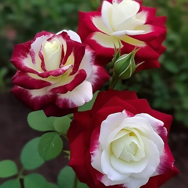 Semillas de rosa de Holanda blanca para flores, para sembrar: mezcla de flores silvestres, variedad tradicional y sin transgénicos, semillas para el jardín doméstico