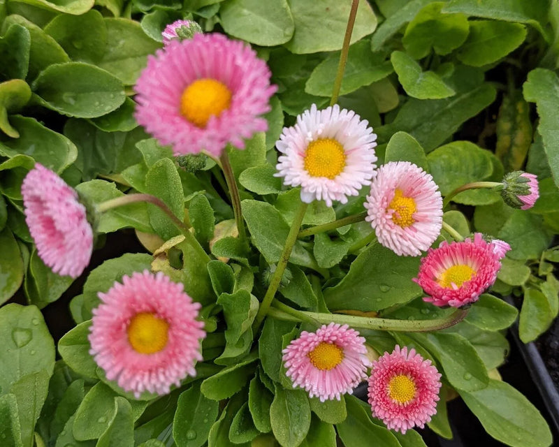 Graines de pâquerette rose à semer