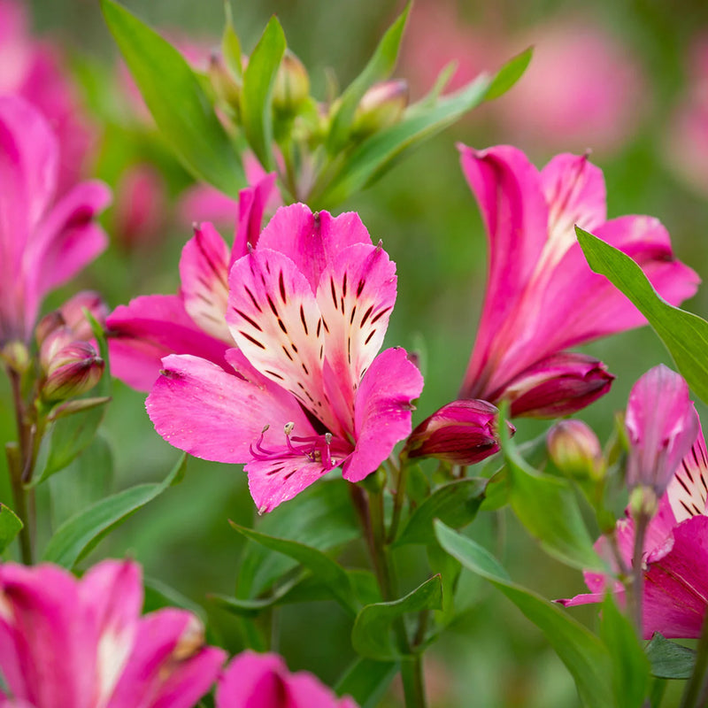 Semillas rosas de Alstroemeria para sembrar – brillantes – variedad tradicional y semillas no modificadas genéticamente para jardín doméstico