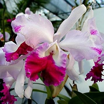 Rosa cattleya blume samen for anpflanzung - shade tolerant, heirloom & gmo free samen for home garten
sale for anpflanzung in home garten.