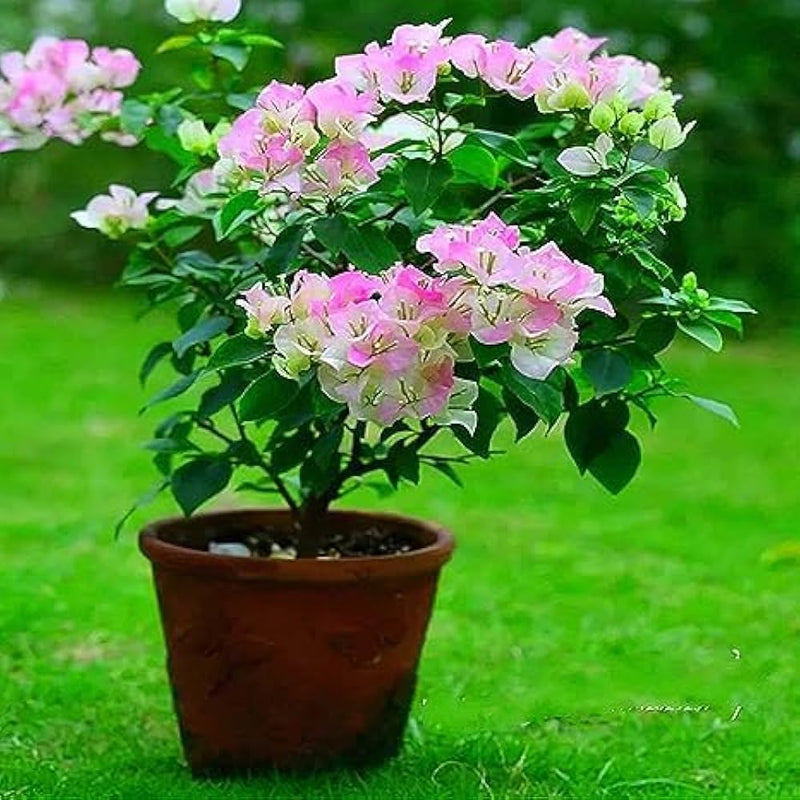 Semillas de flores blancas y rosas de buganvilla para sembrar, con flores luminosas y abundantes