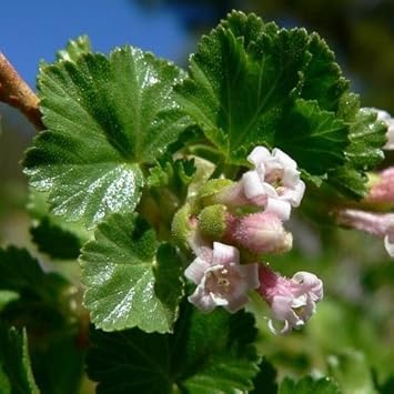 Rosa ribes cereum blume samen for anpflanzung - compact growth, heirloom & gmo free samen for home garten
sale samen for anpflanzung in home garten