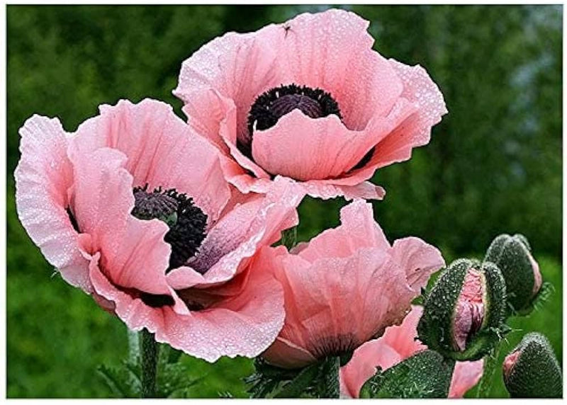Rosa farbe poppy papaver spp for anpflanzung in blume bed