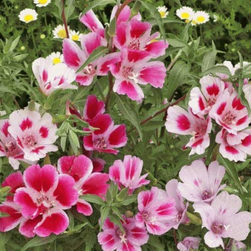 Semillas de flores de Clarkia rosas y blancas para sembrar – tolerante a la semisombra – variedad tradicional y sin OGM, semillas para el jardín doméstico