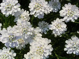 Weiß amara empress candytuft samen for elegant blumen