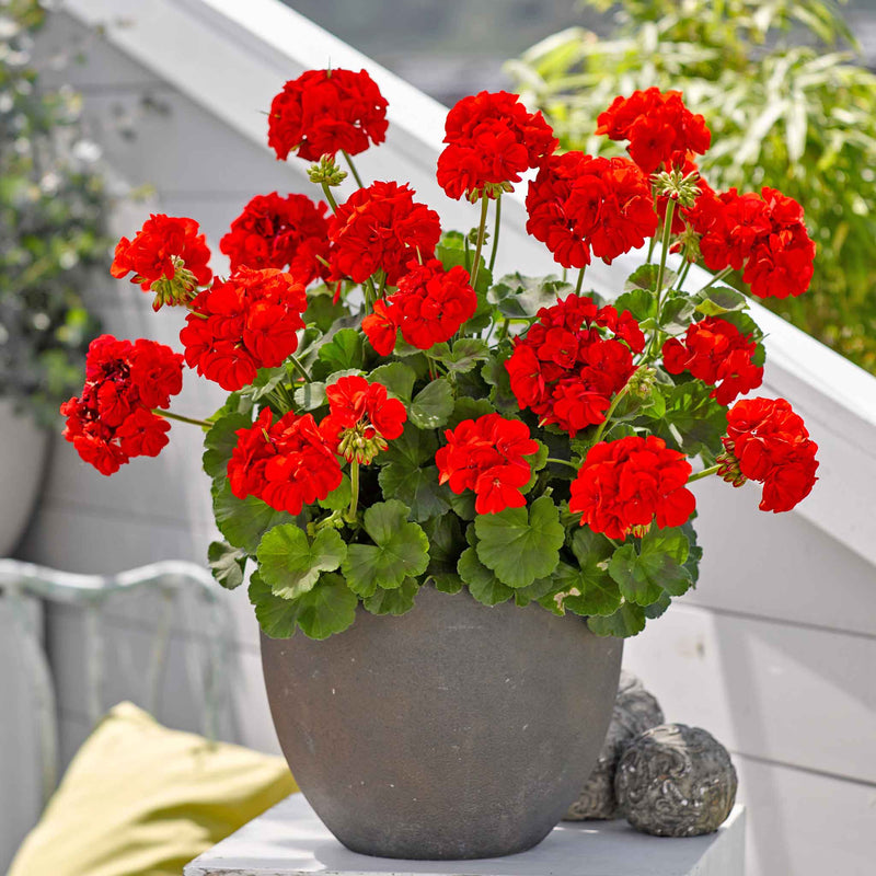 Graines de géranium rouge « Breakaway » pour des semis colorés