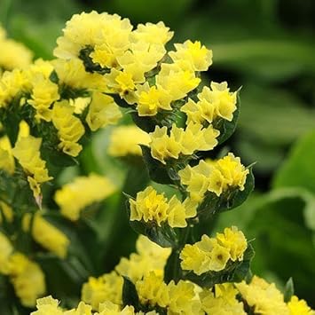 Heirloom limonium blume samen for anpflanzung seasonal bloomer heirloom & gmo free samen for home garten
sale for anpflanzung in home garten