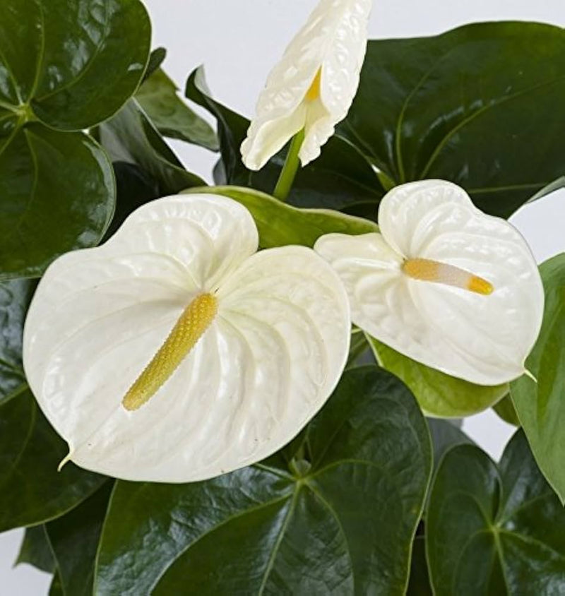 Semillas de flores blancas de anturio para el jardín, flores luminosas, variedad tradicional y sin organismos modificados genéticamente, semillas para el jardín doméstico
