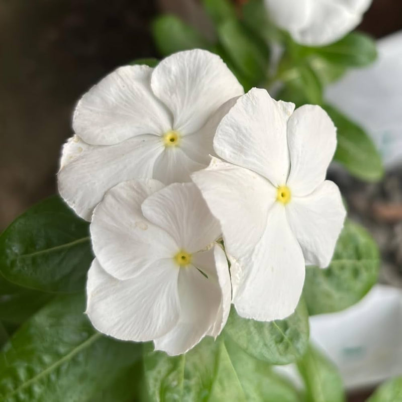 Weiß vinca blume samen for anpflanzung - long bloom season, heirloom & gmo free samen for home garten
sale samen for anpflanzung in home garten
