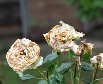Weiß and braun rose blume samen for anpflanzung - shade tolerant, heirloom & gmo free samen for home garten
sale for anpflanzung in home garten.