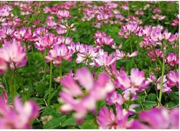 Astragalus sinicus blume samen for anpflanzung vibrant colors heirloom & gmo free samen for home garten
sale for anpflanzung in home garten