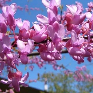 Rosa cercis blume samen for anpflanzung easy to grow heirloom & gmo free samen for home garten
sale samen for home garten anpflanzung
